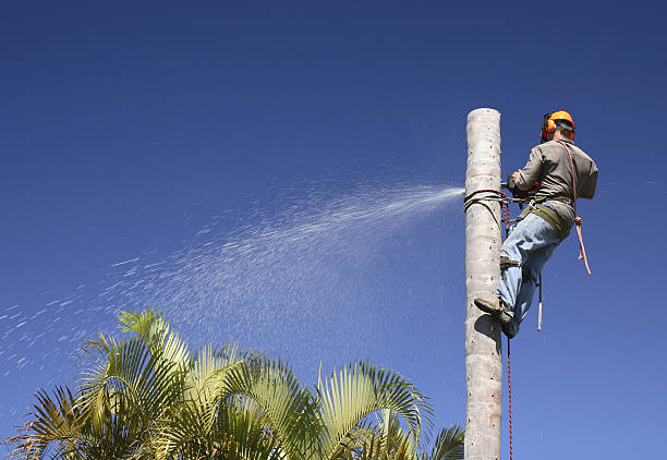 Trusted Clarion, PA Tree Removal Services Experts