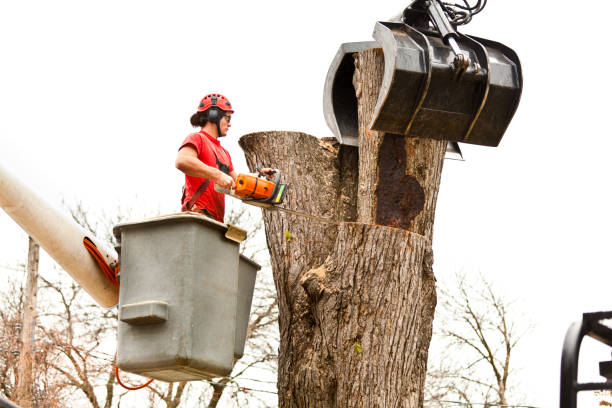 How Our Tree Care Process Works  in  Clarion, PA